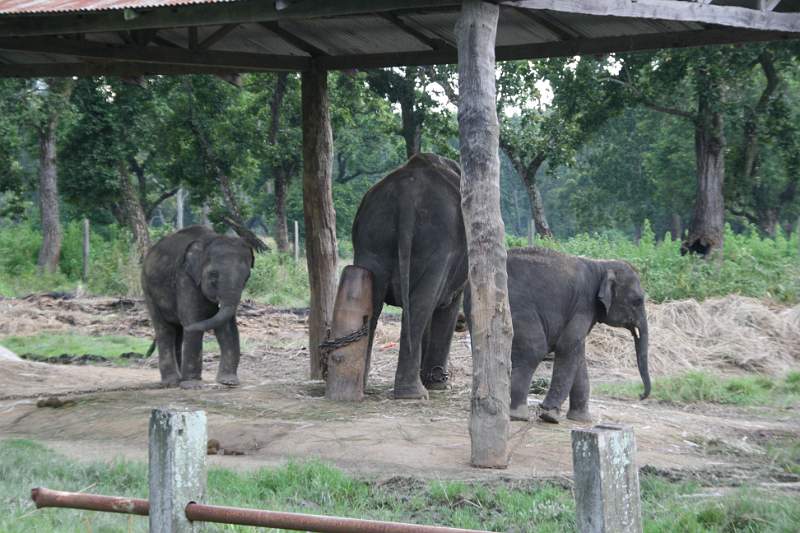 India & Nepal 2011 - 0601